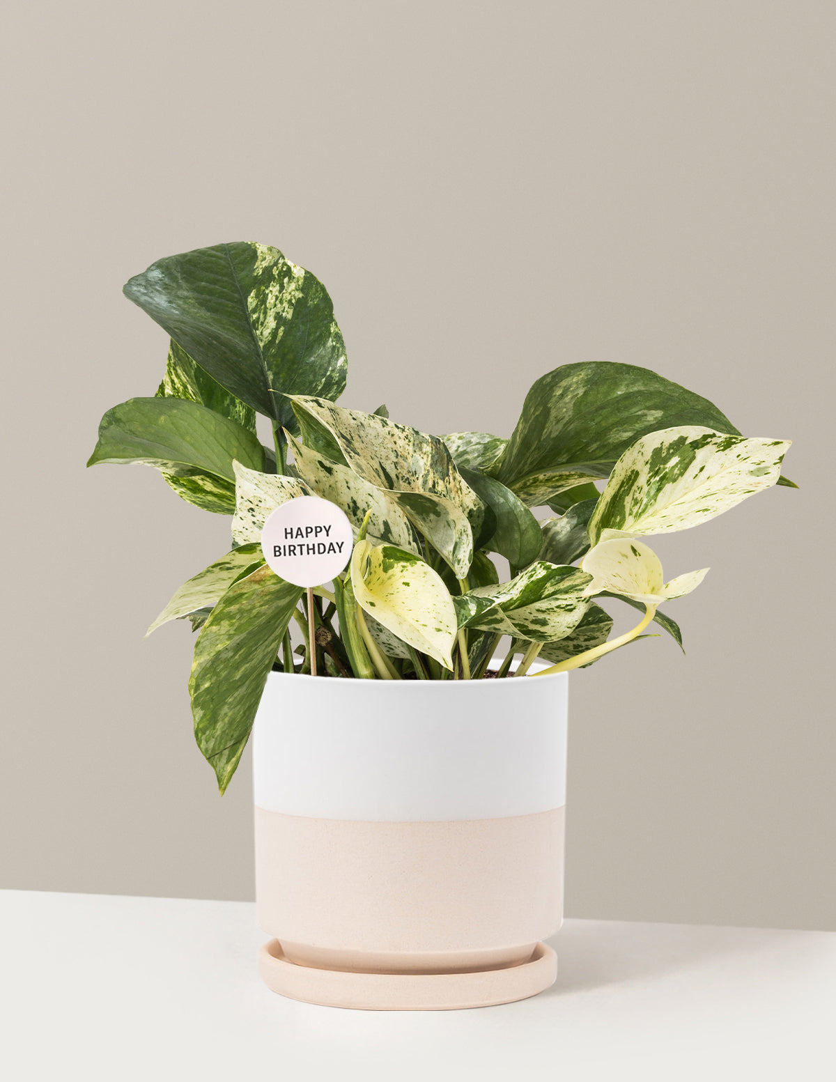 Happy Birthday Pothos Marble Queen