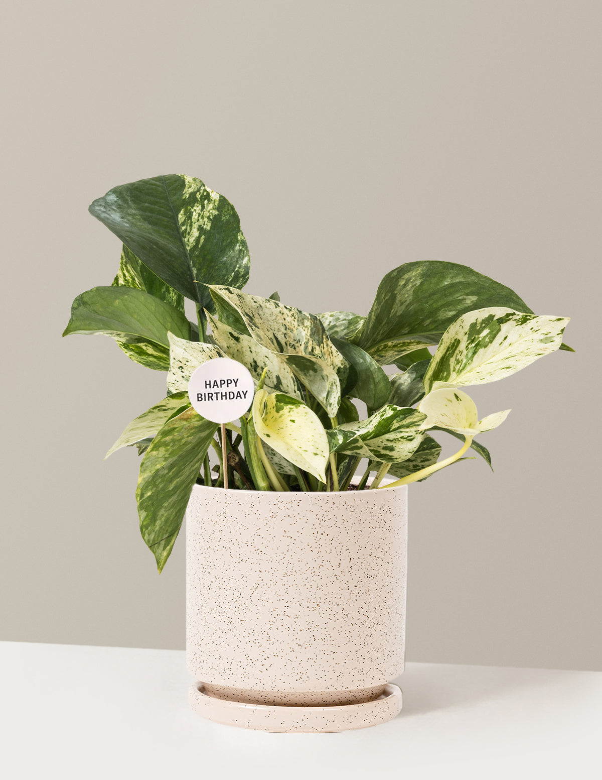 Happy Birthday Pothos Marble Queen