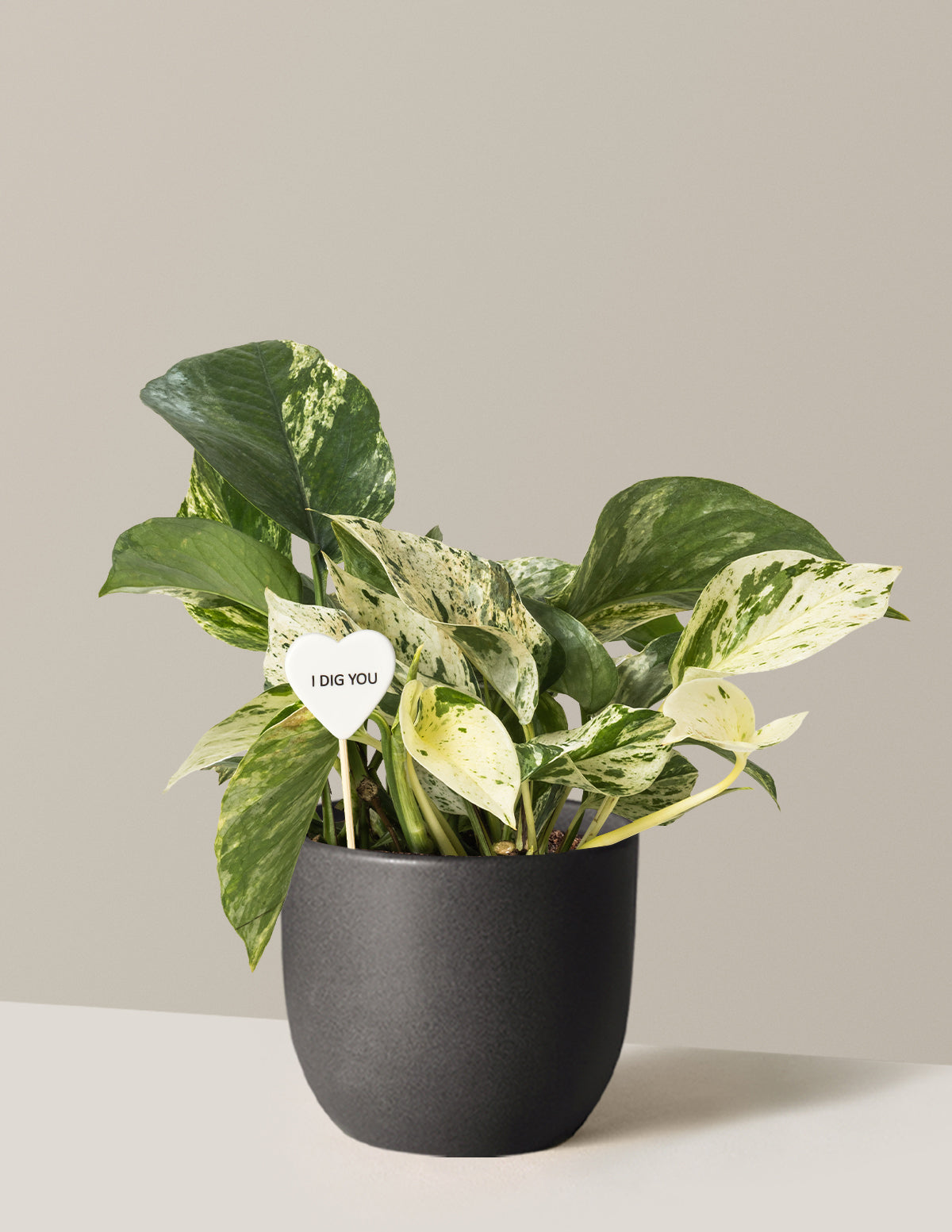 I Dig You Pothos Marble Queen