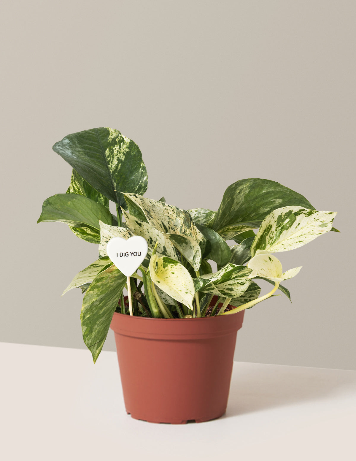 I Dig You Pothos Marble Queen