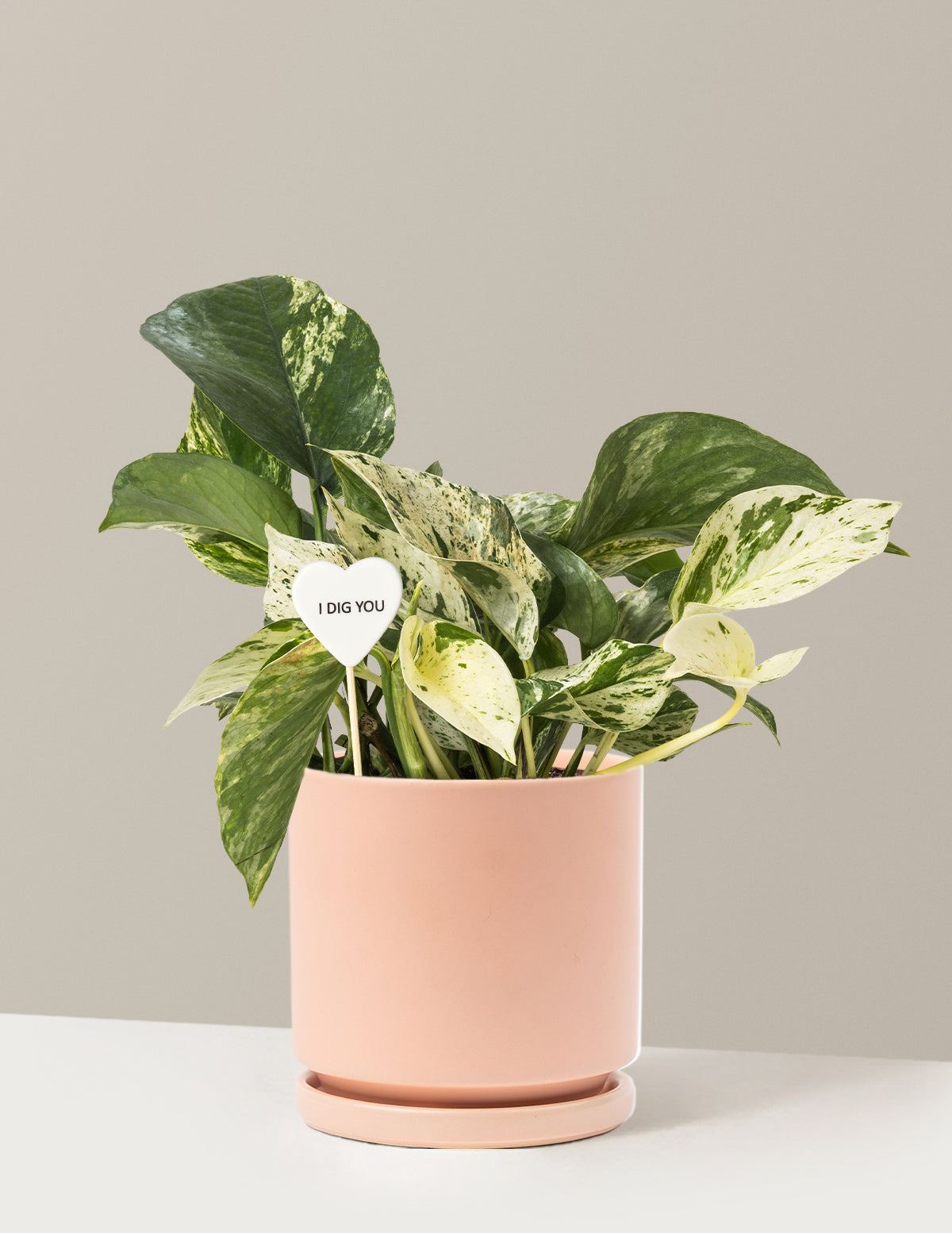 I Dig You Pothos Marble Queen
