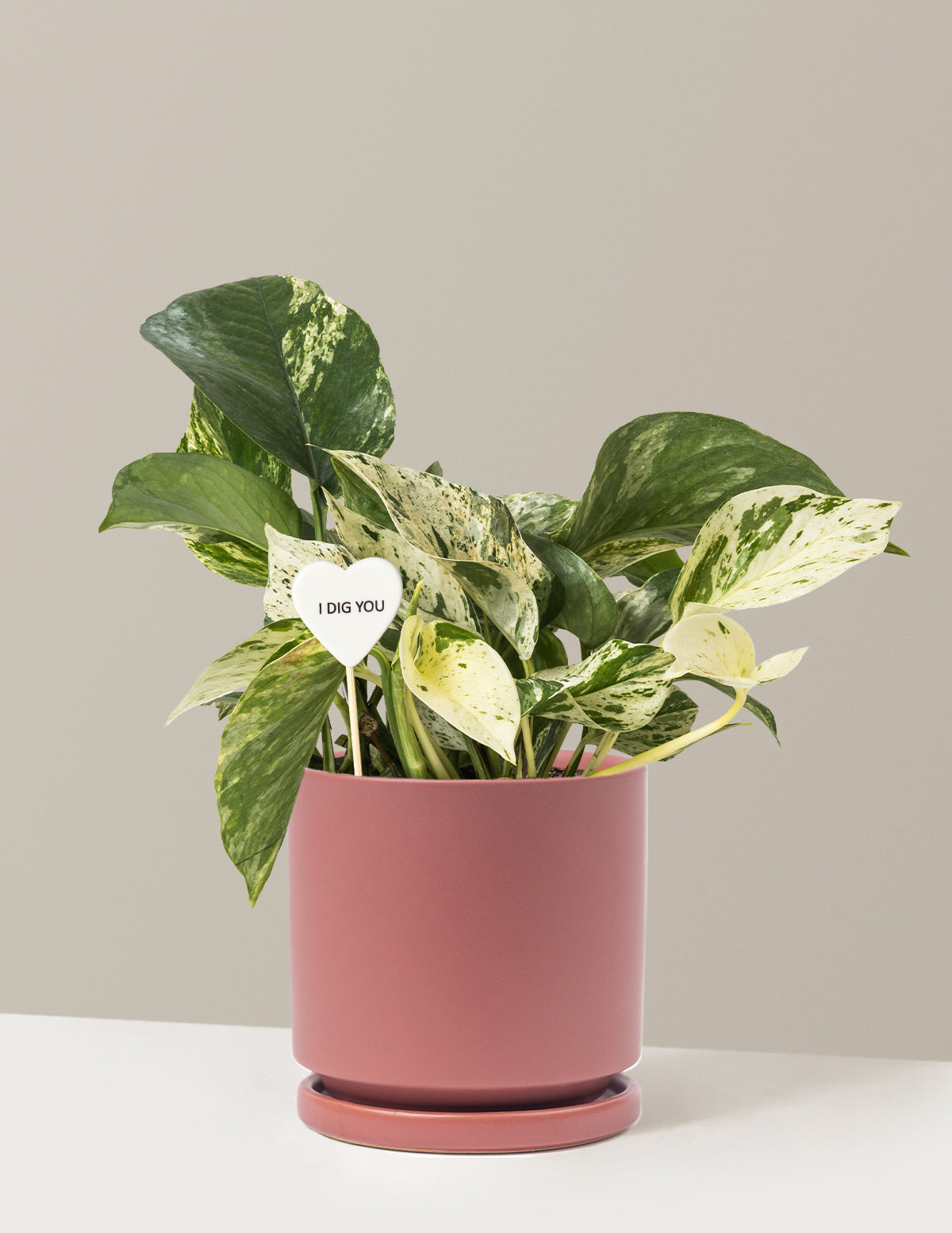I Dig You Pothos Marble Queen