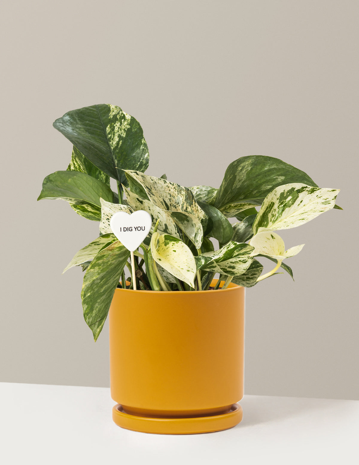I Dig You Pothos Marble Queen
