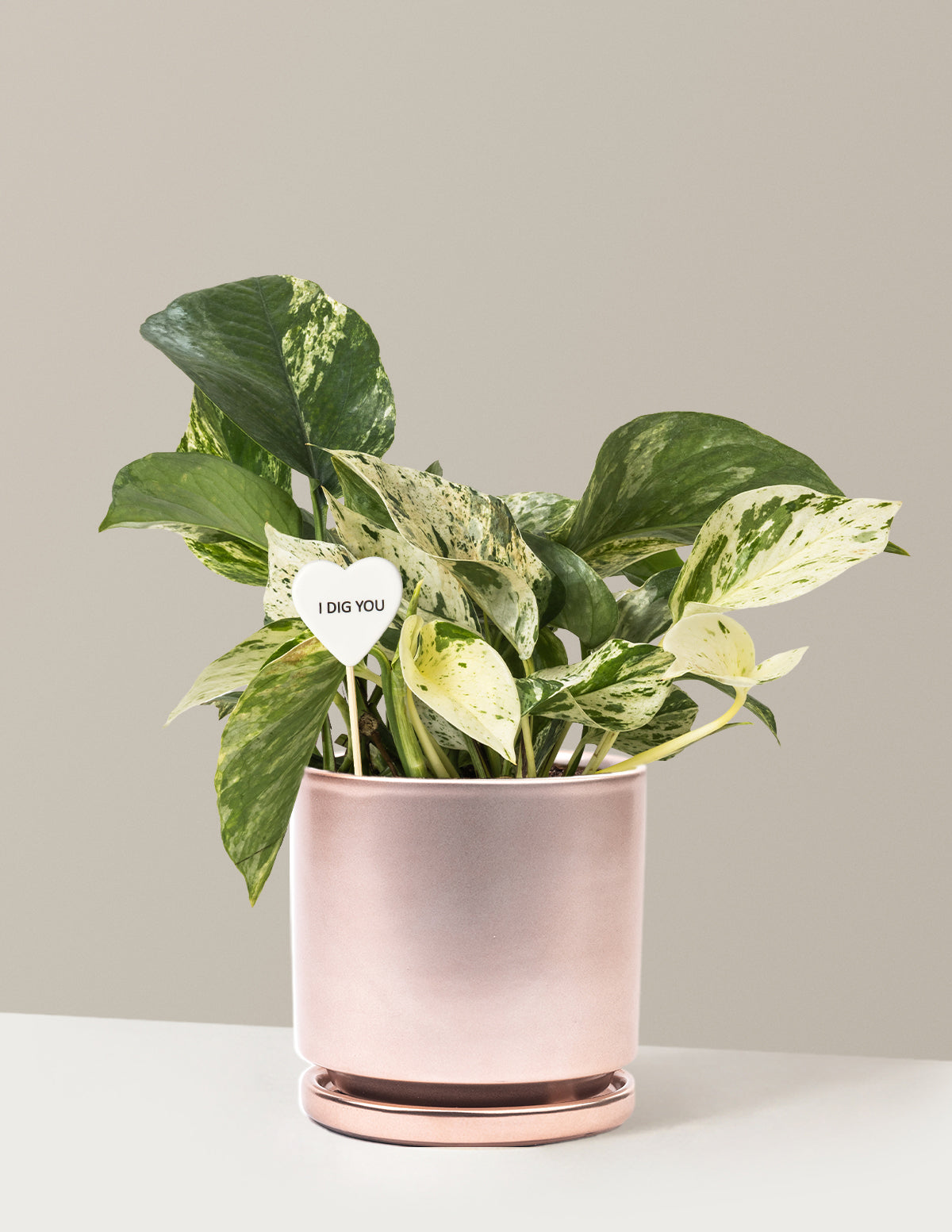 I Dig You Pothos Marble Queen
