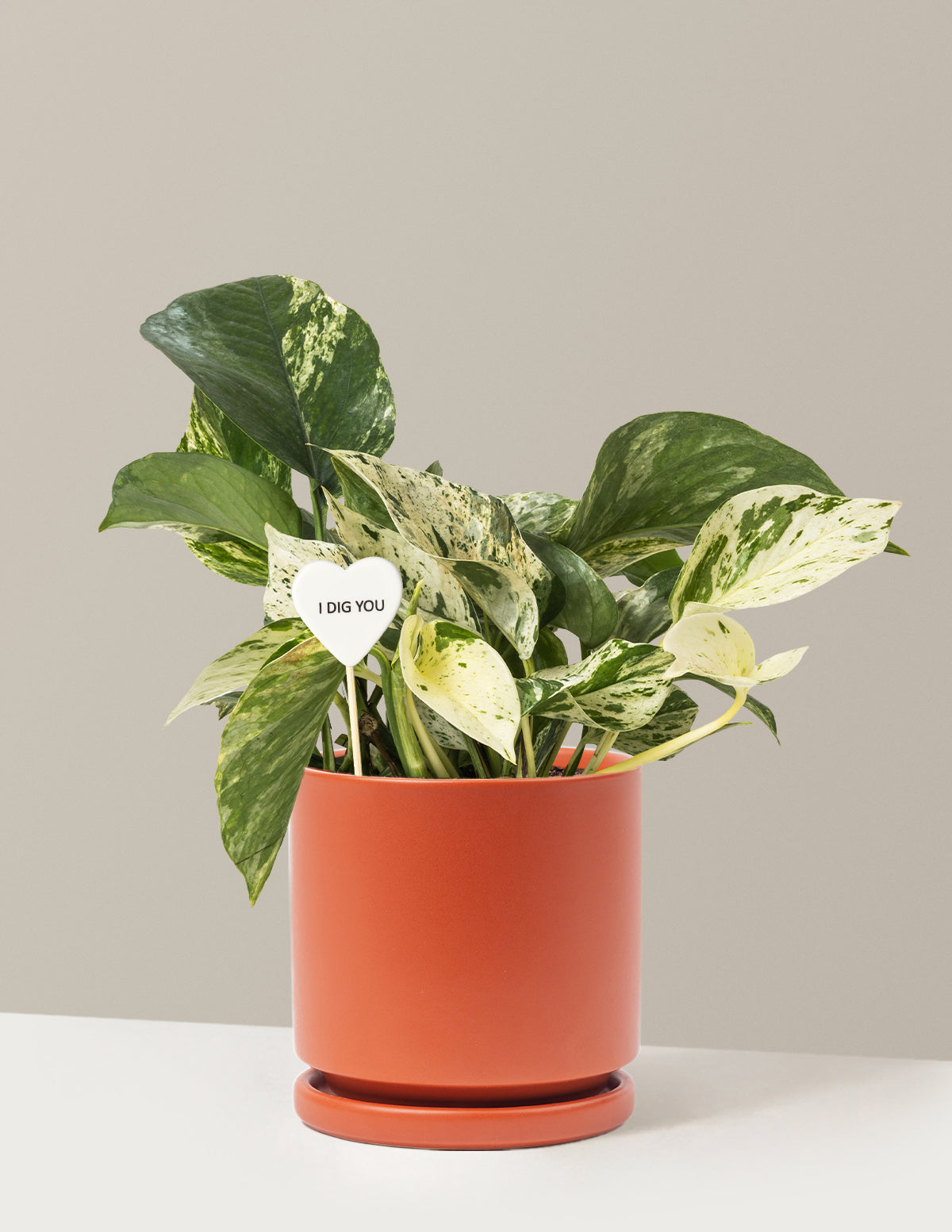 I Dig You Pothos Marble Queen