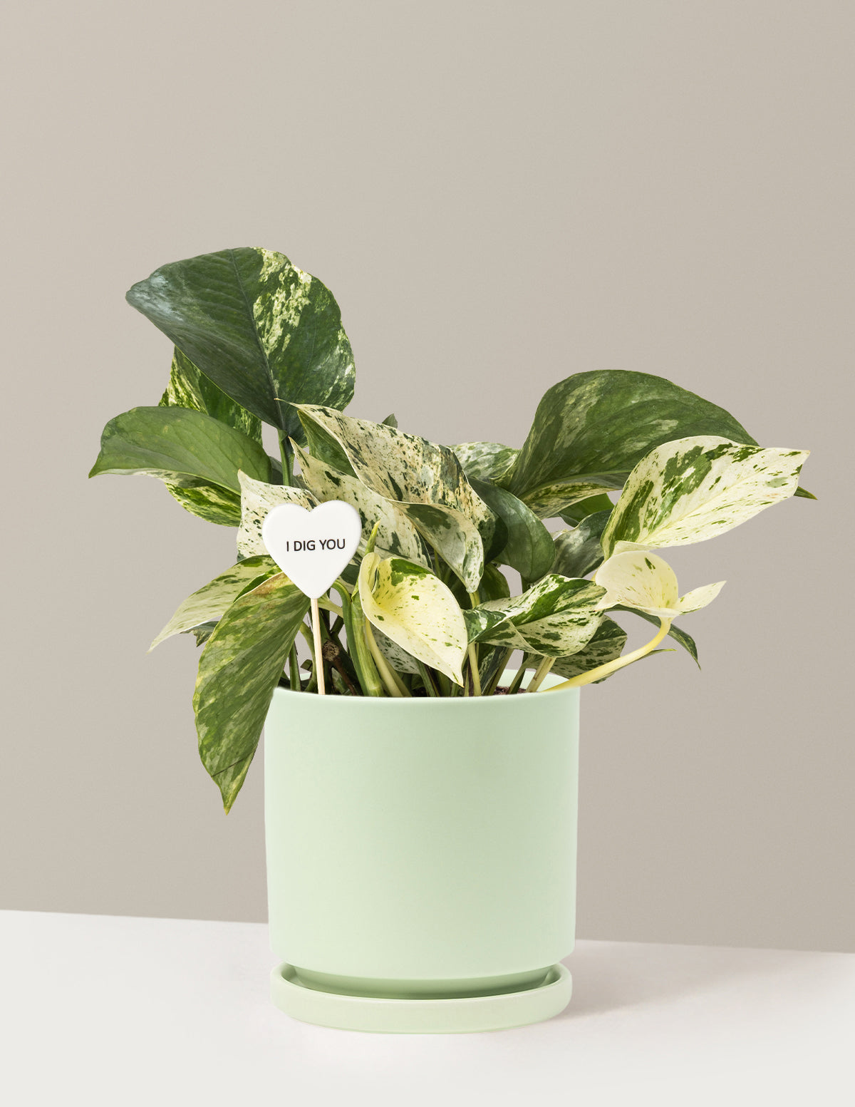 I Dig You Pothos Marble Queen