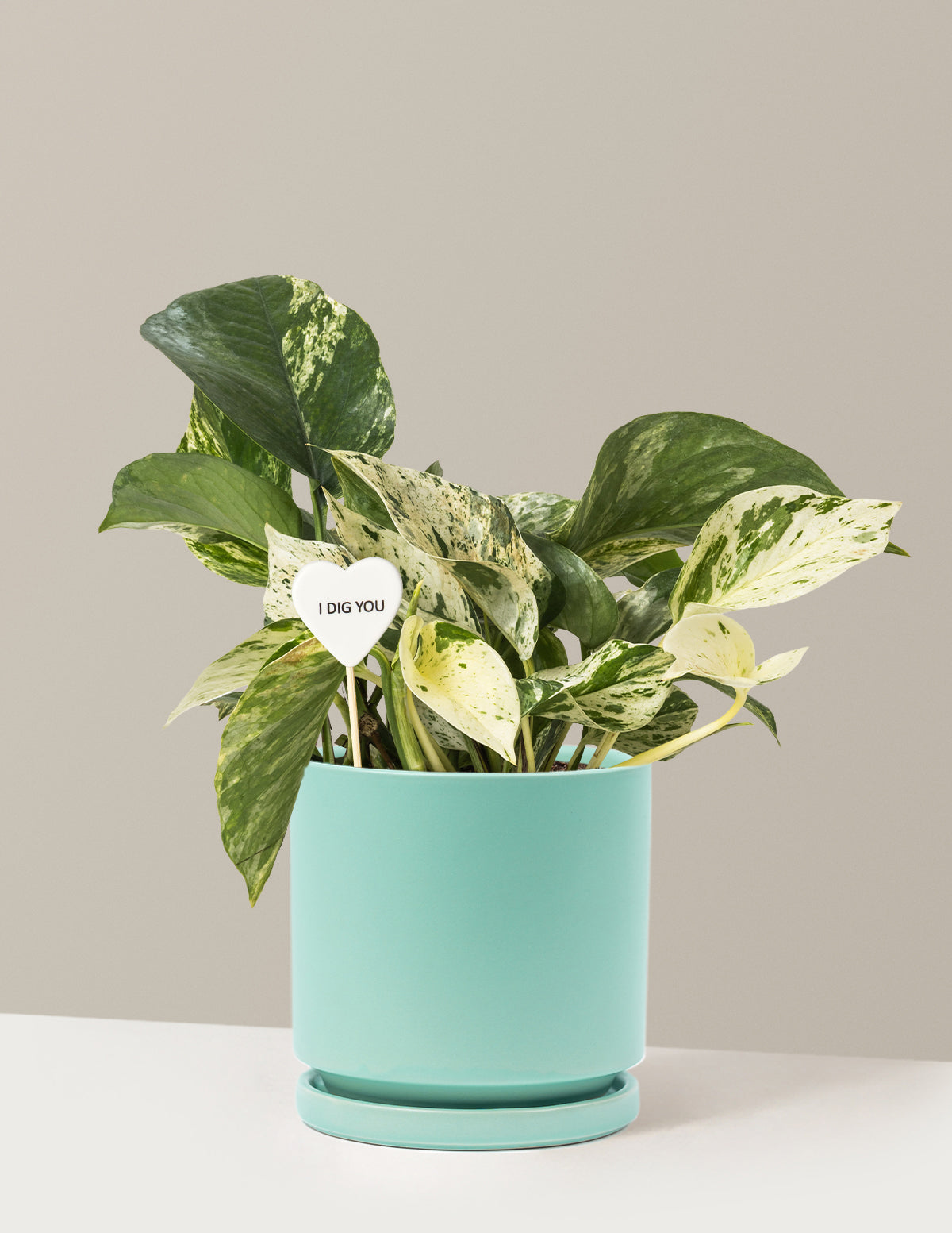 I Dig You Pothos Marble Queen