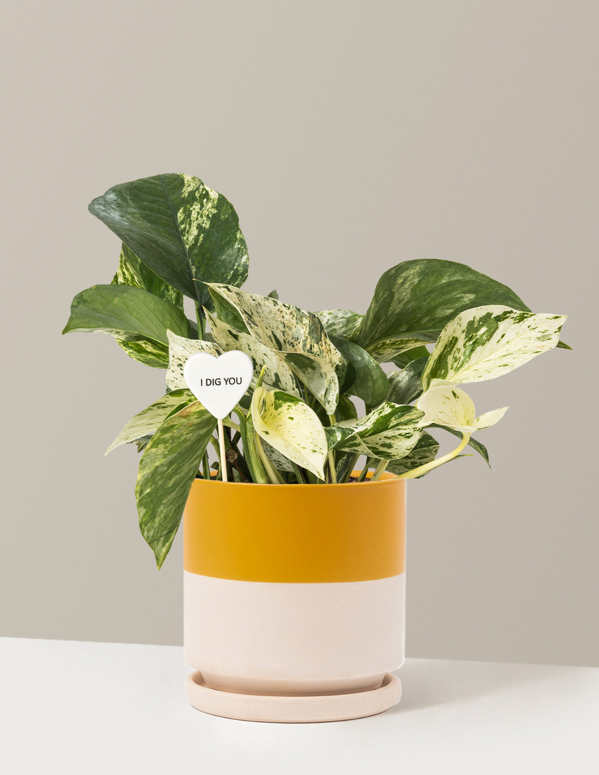 I Dig You Pothos Marble Queen