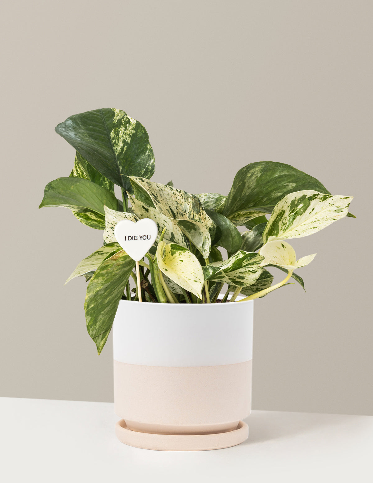 I Dig You Pothos Marble Queen
