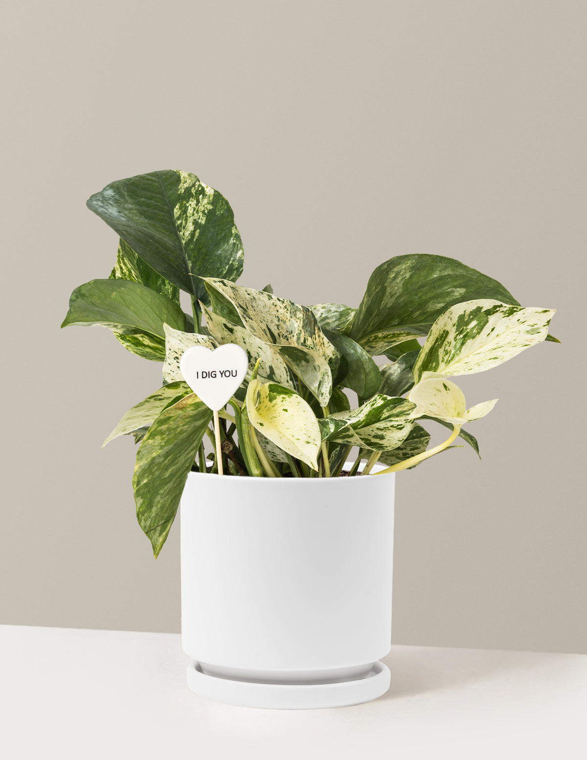 I Dig You Pothos Marble Queen