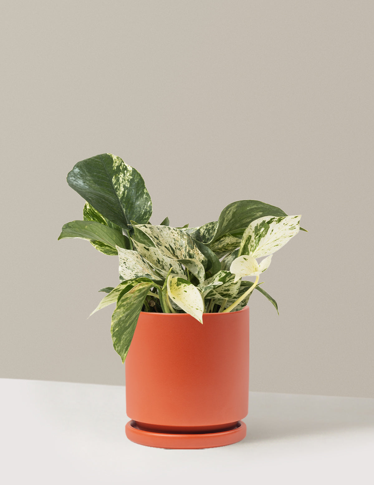 Pothos Marble Queen