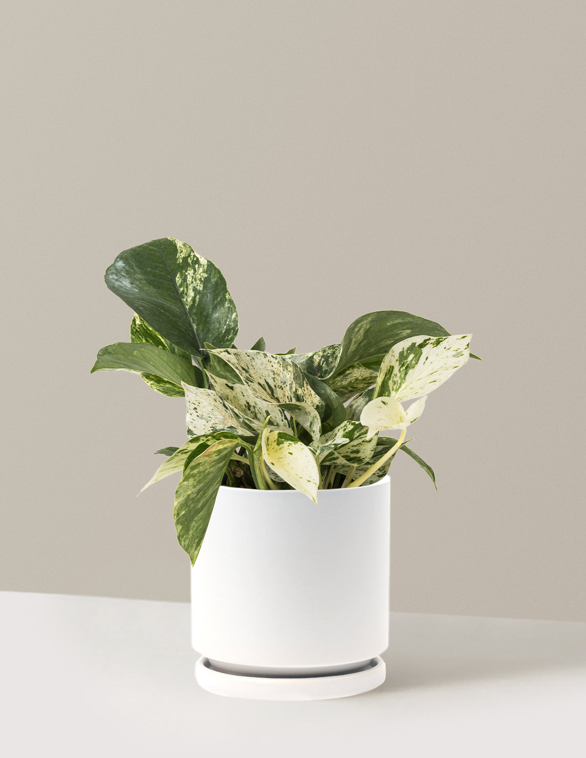 Pothos Marble Queen