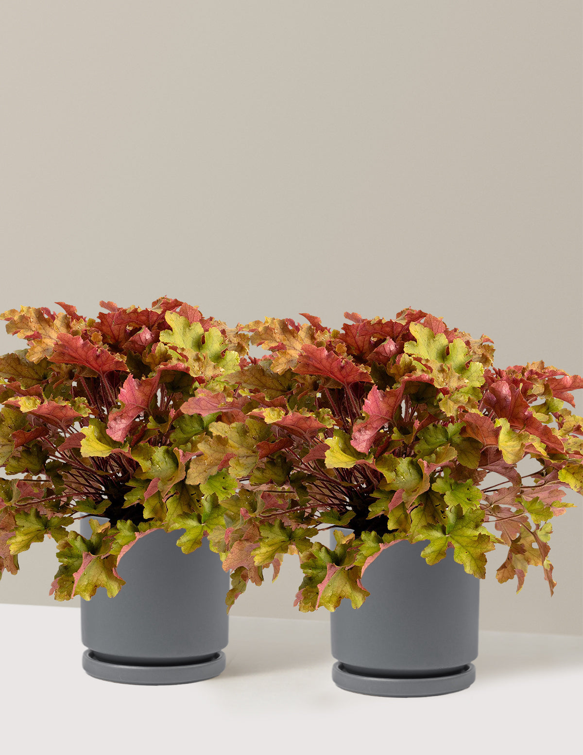 files/the-sill_Medium-Marmalade-Heuchera-Duo_Medium_Isabella_Granite_Variant.jpg
