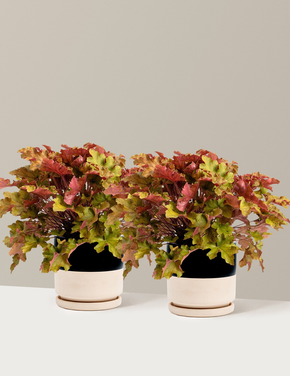 Marmalade Heuchera