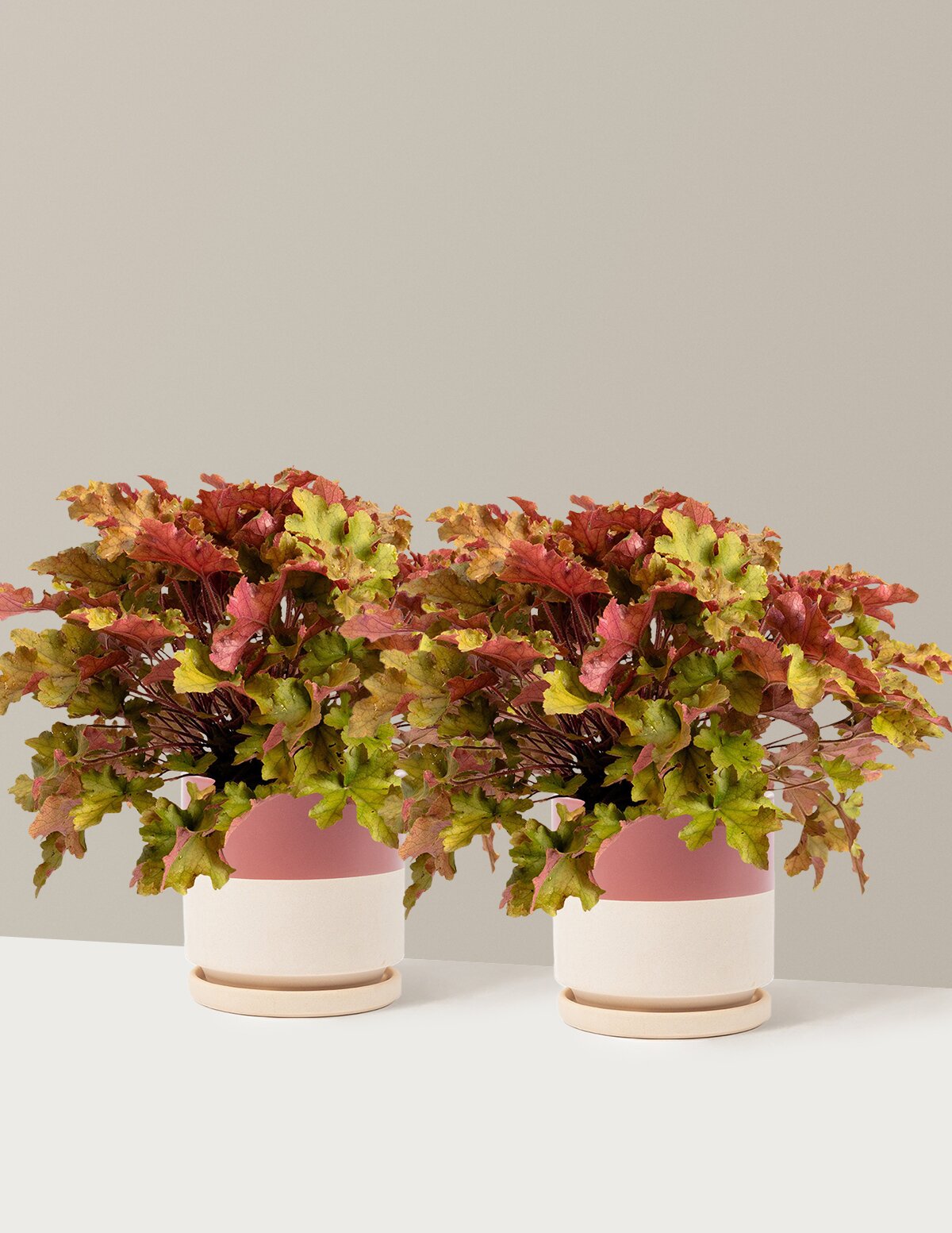 Marmalade Heuchera