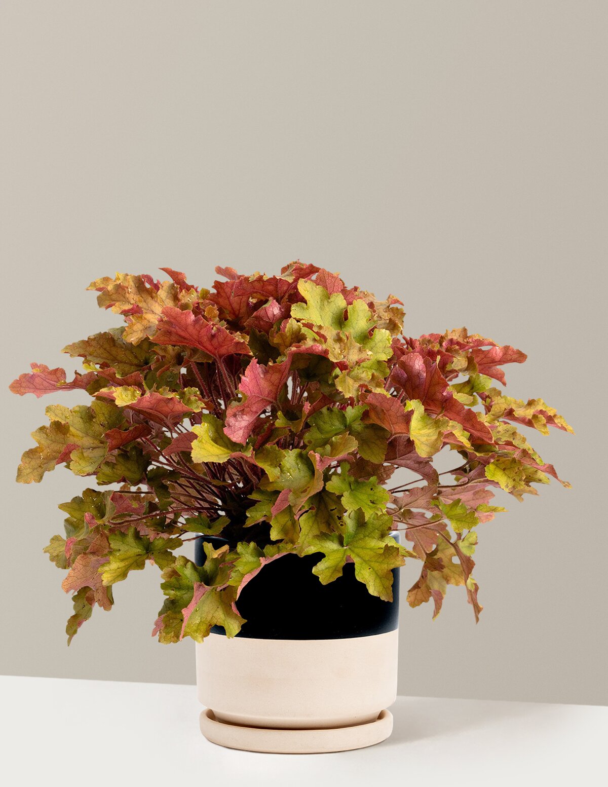 Marmalade Heuchera