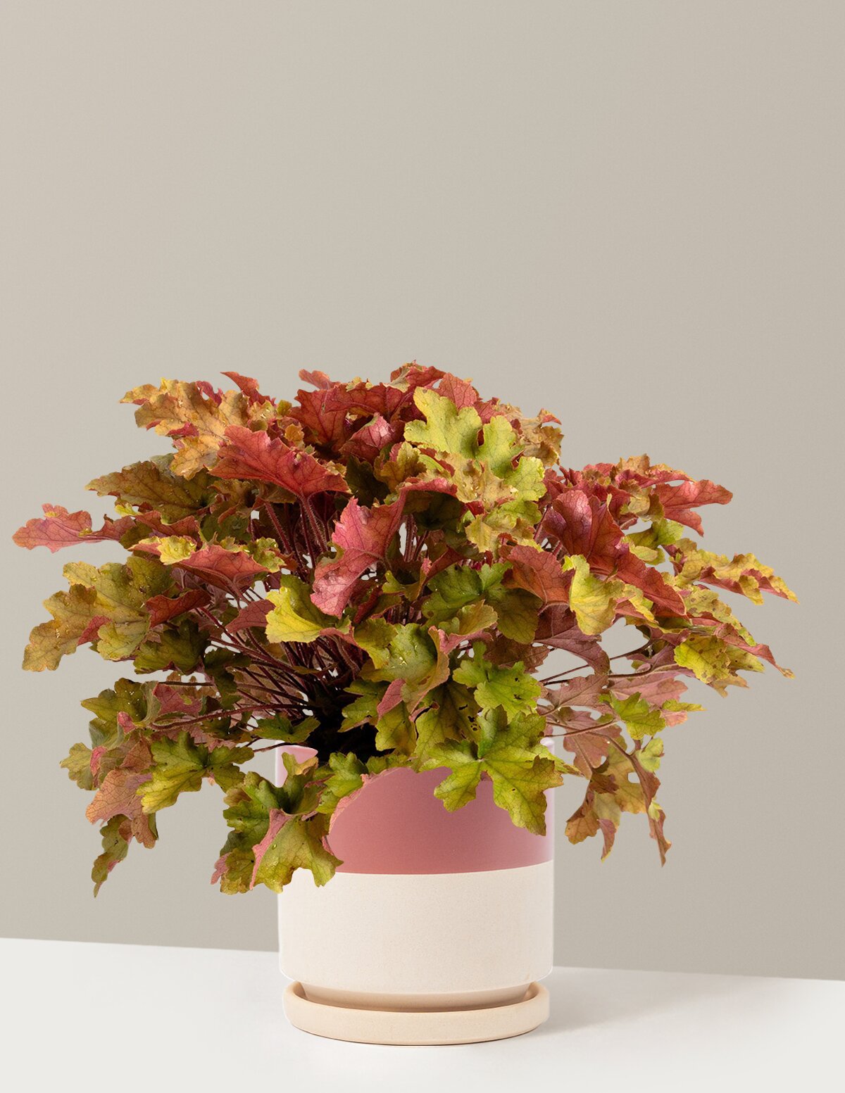 Marmalade Heuchera