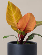 Philodendron McColley’s Finale