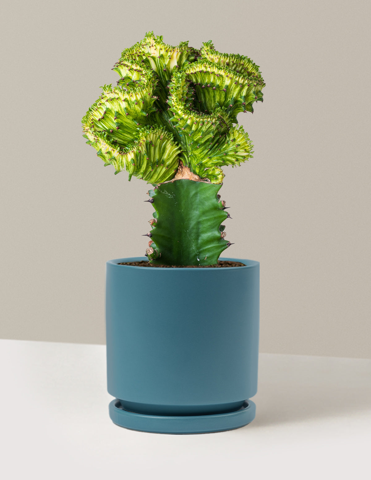 bundle | Green | Isabella | Antique Teal