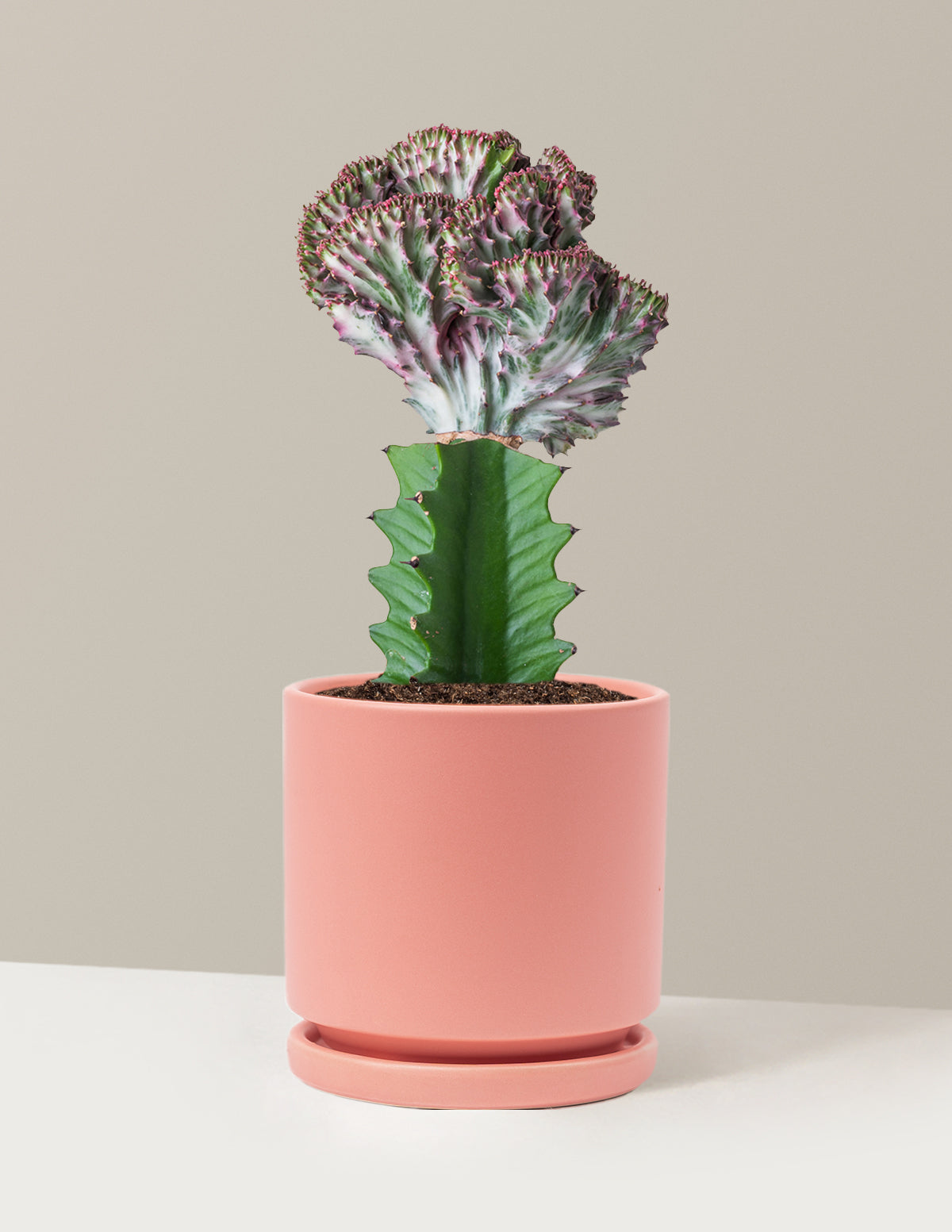 bundle | Purple | Isabella | Bubblegum