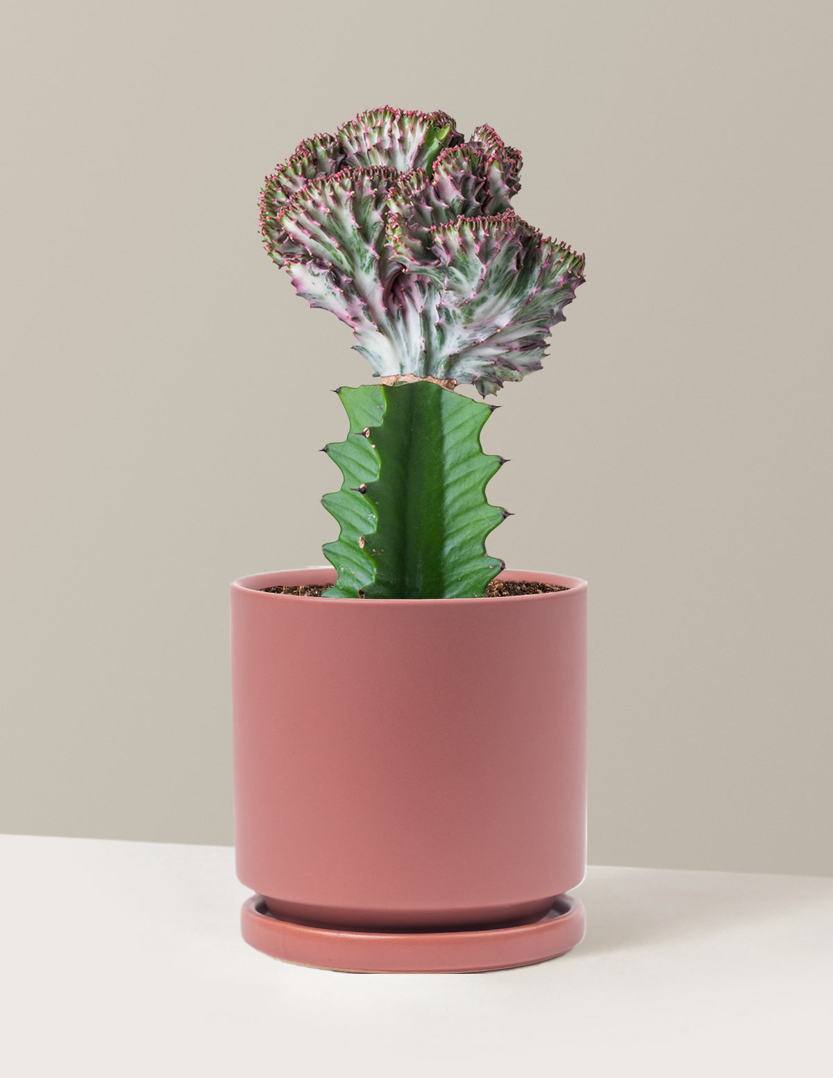 bundle | Purple | Isabella | Dusty Rose