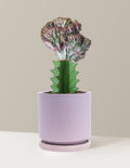 bundle | Purple | Isabella | Lavender