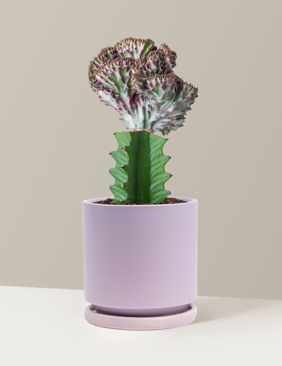 files/the-sill_Medium-Mermaid-Cactus-Purple_Medium_Isabella_Lavender_Variant.jpg