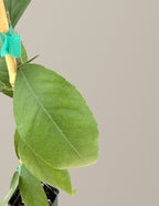 Meyer Lemon Tree (FL)