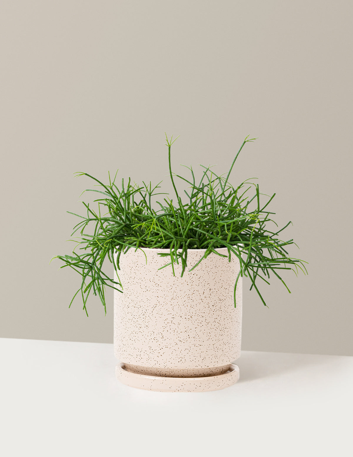 bundle | Medium | Isabella | White Sesame