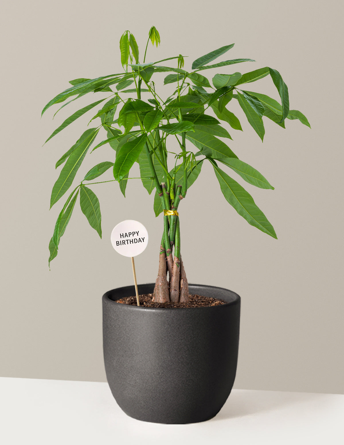 files/the-sill_Medium-Money-Tree-Happy-Birthday-Pop_Medium_Grant-Black_Variant.jpg