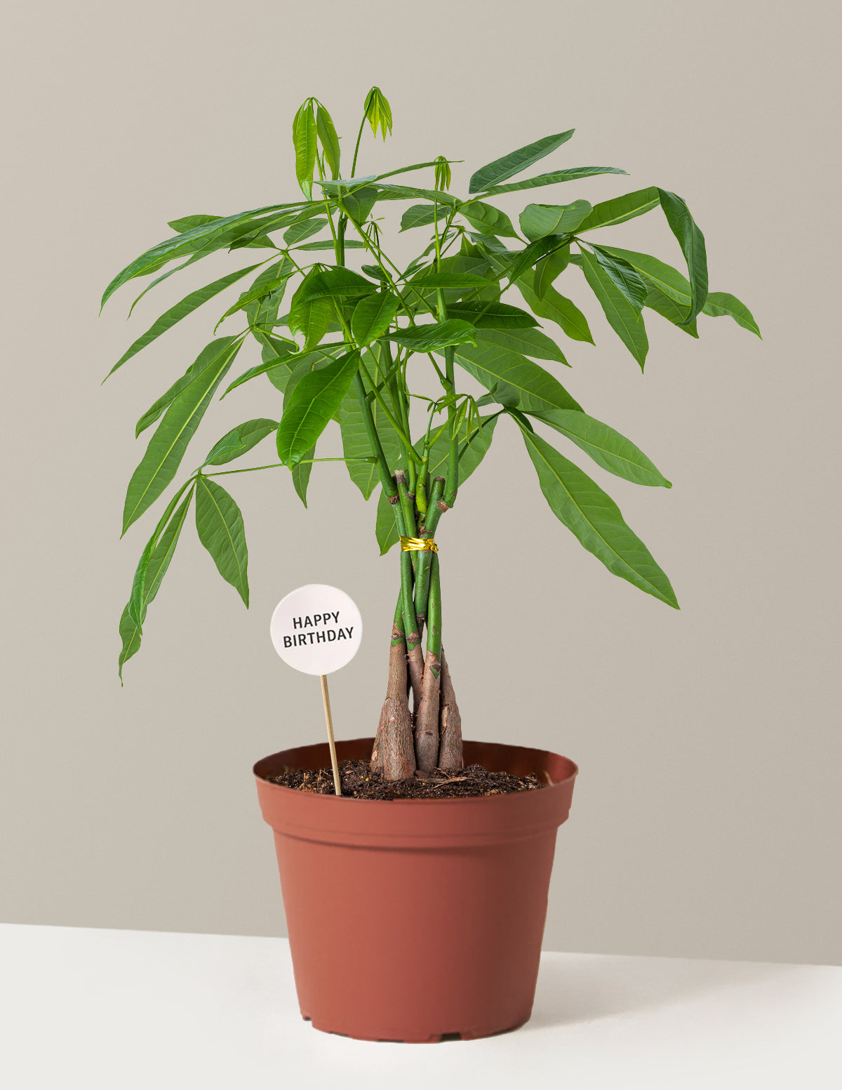 Happy Birthday Money Tree Plant