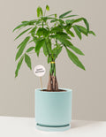 Happy Birthday Money Tree Plant