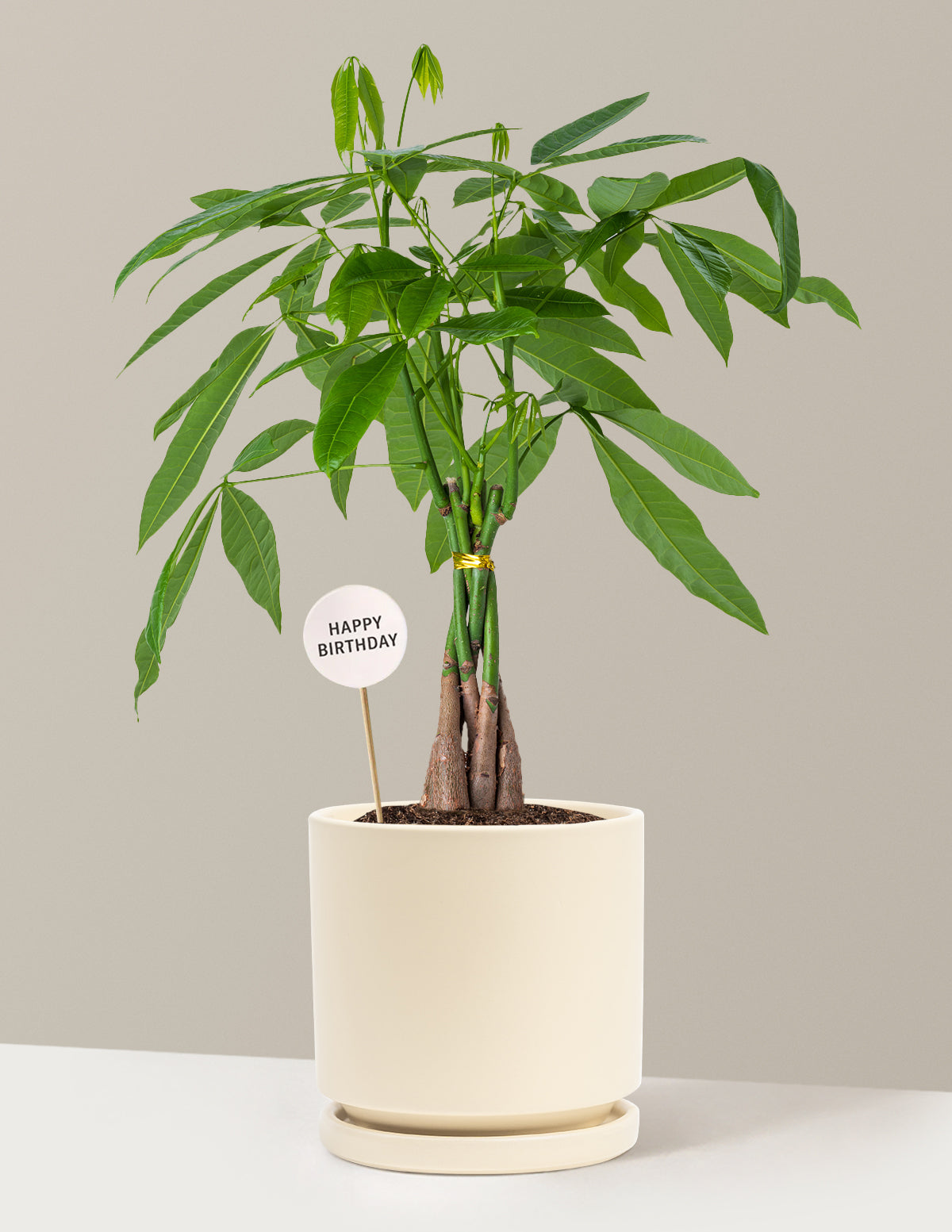 Happy Birthday Money Tree Plant