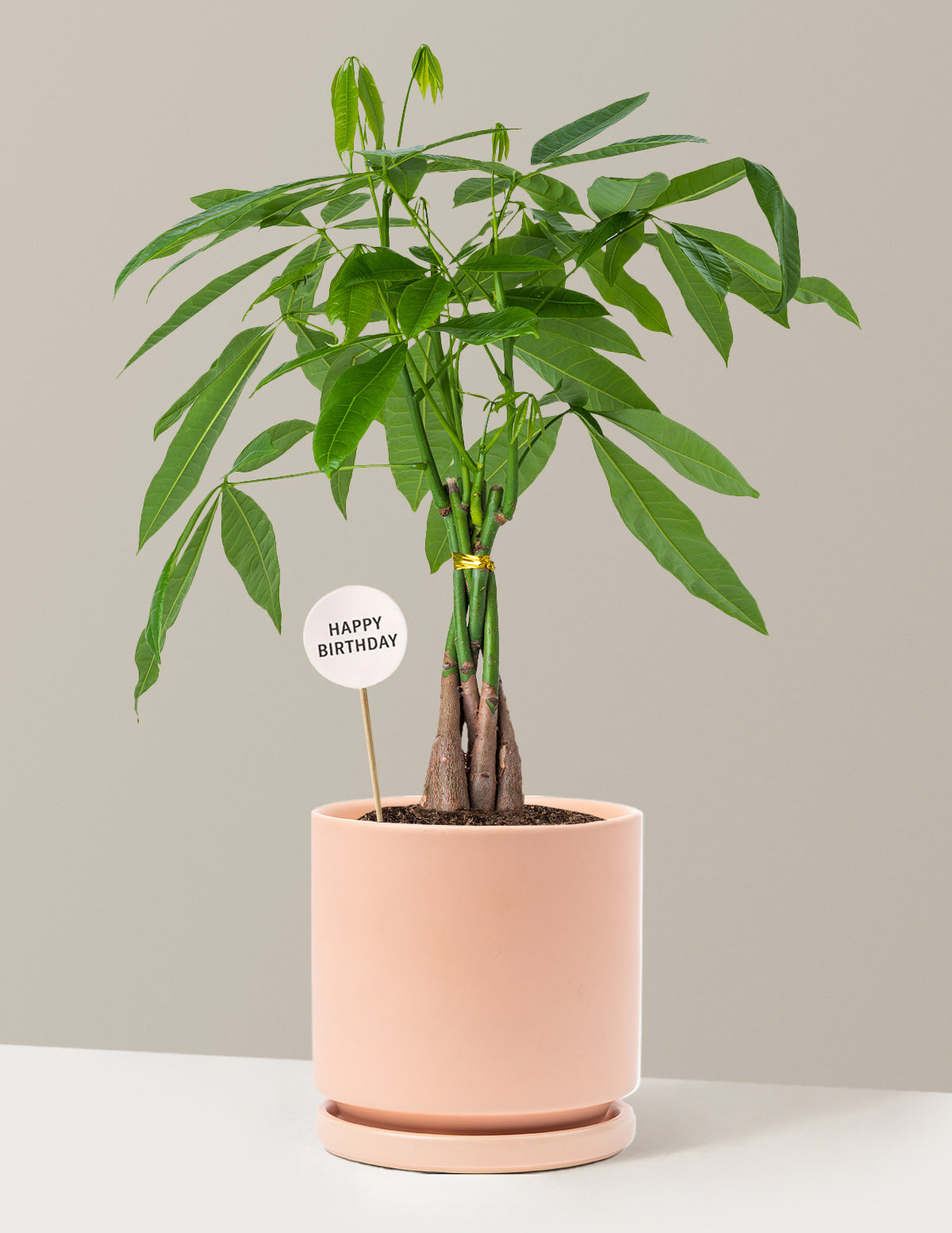 Happy Birthday Money Tree Plant