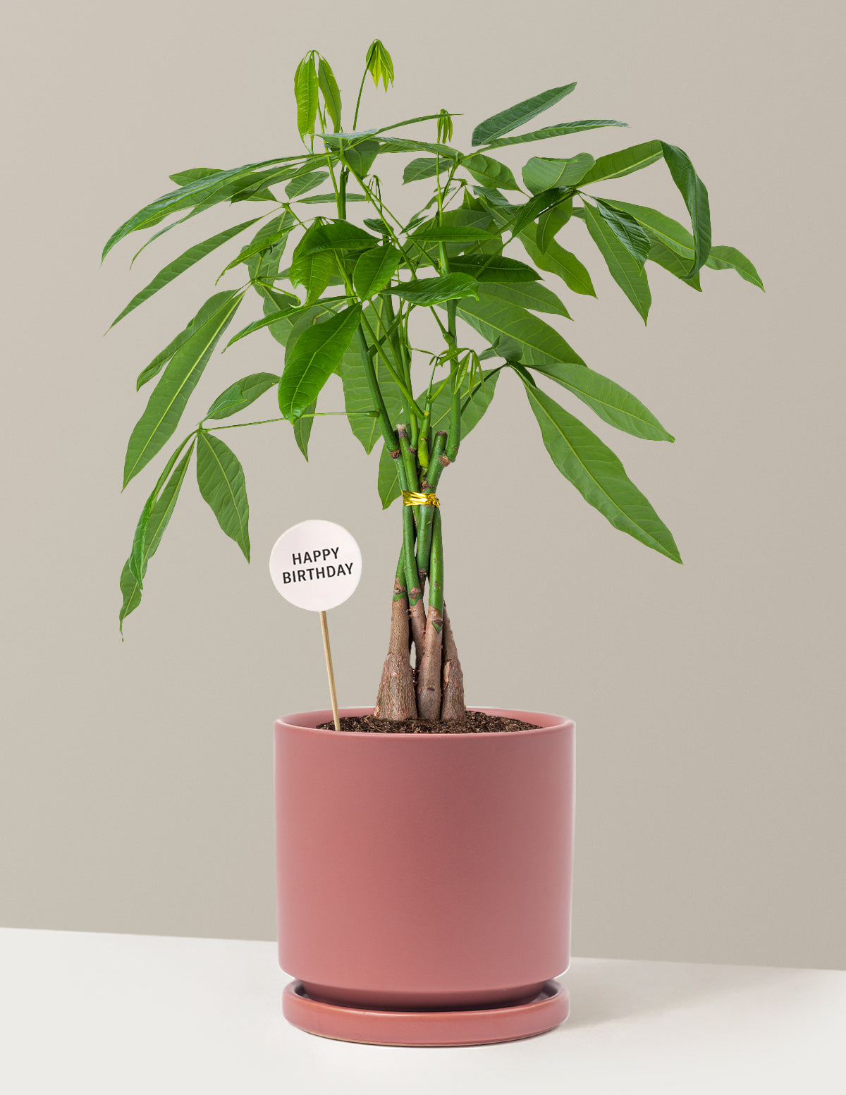 Happy Birthday Money Tree Plant