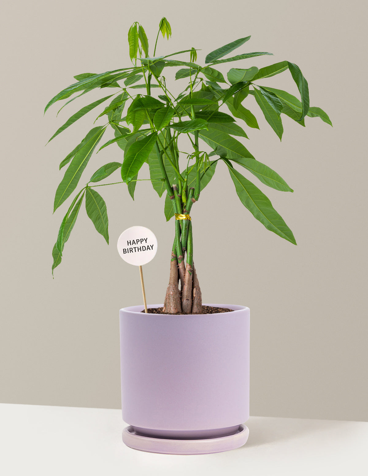 Happy Birthday Money Tree Plant