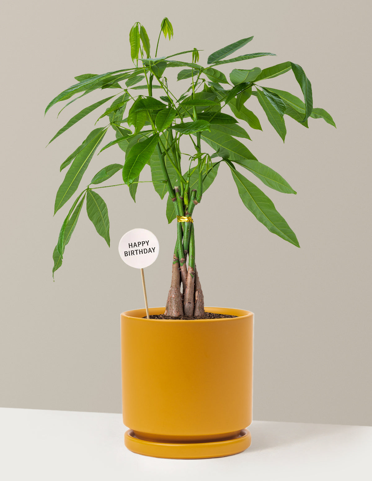 Happy Birthday Money Tree Plant