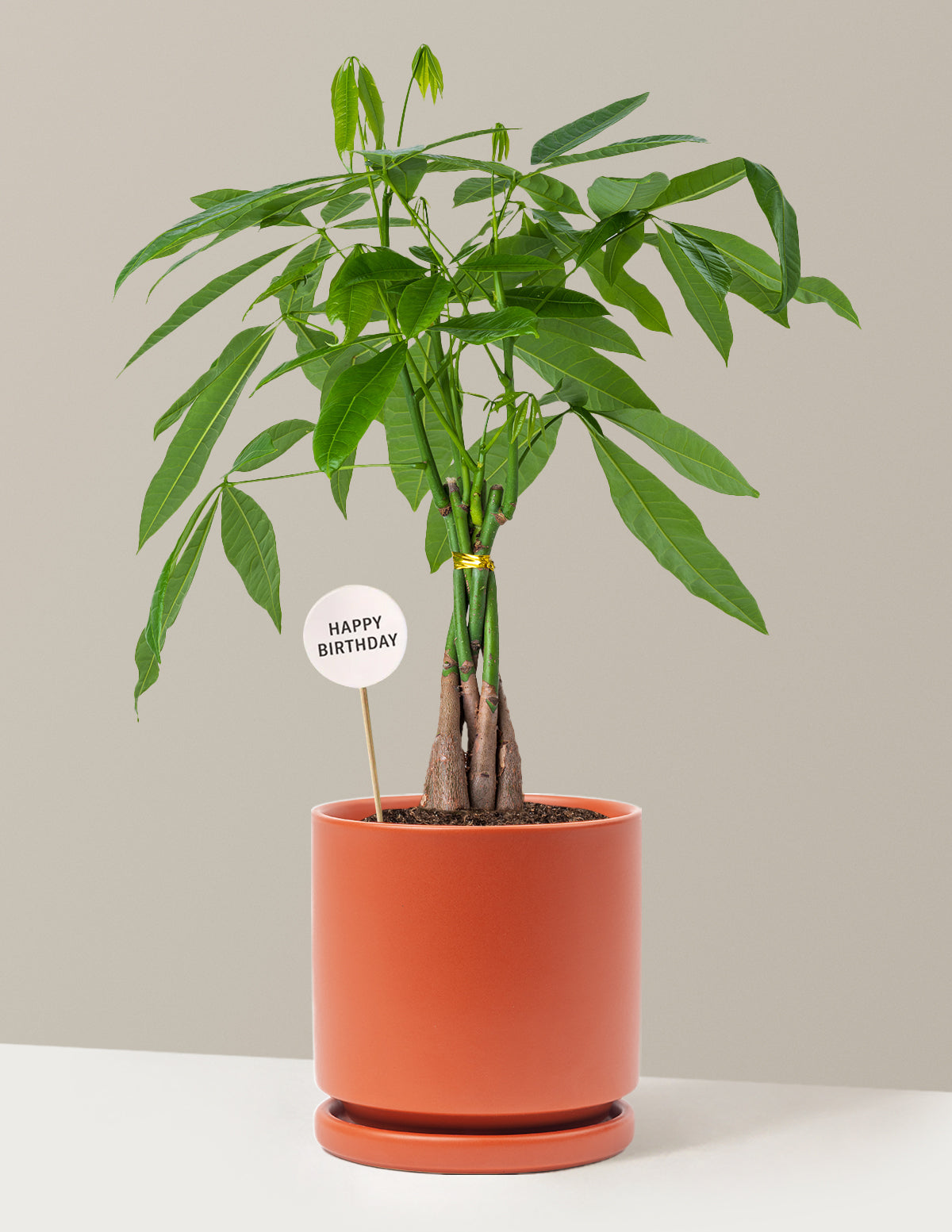 Happy Birthday Money Tree Plant