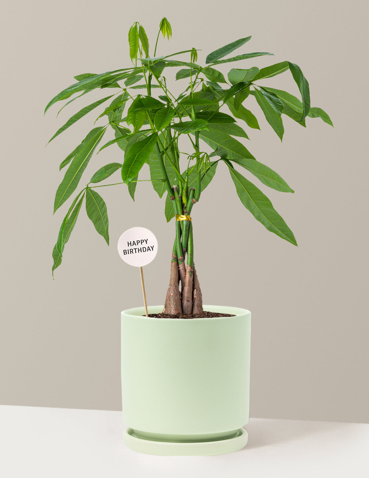 Happy Birthday Money Tree Plant