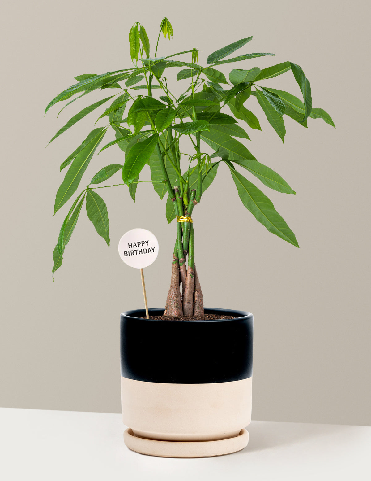 Happy Birthday Money Tree Plant