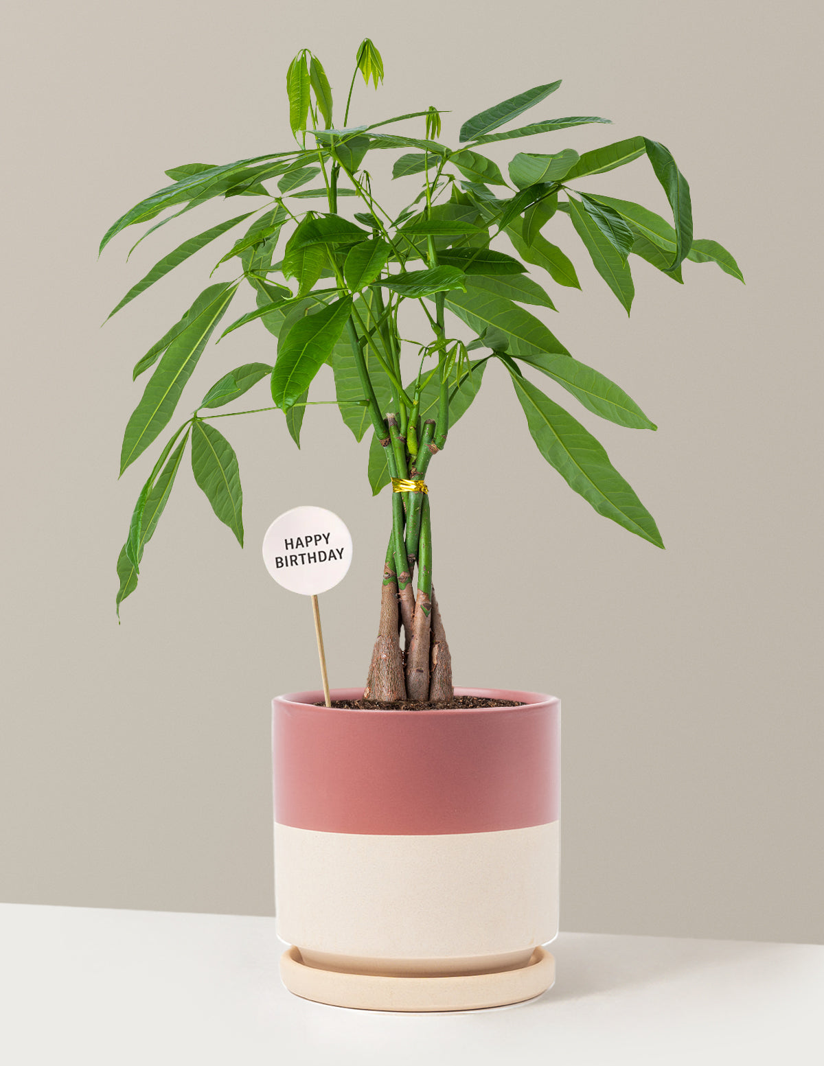 Happy Birthday Money Tree Plant