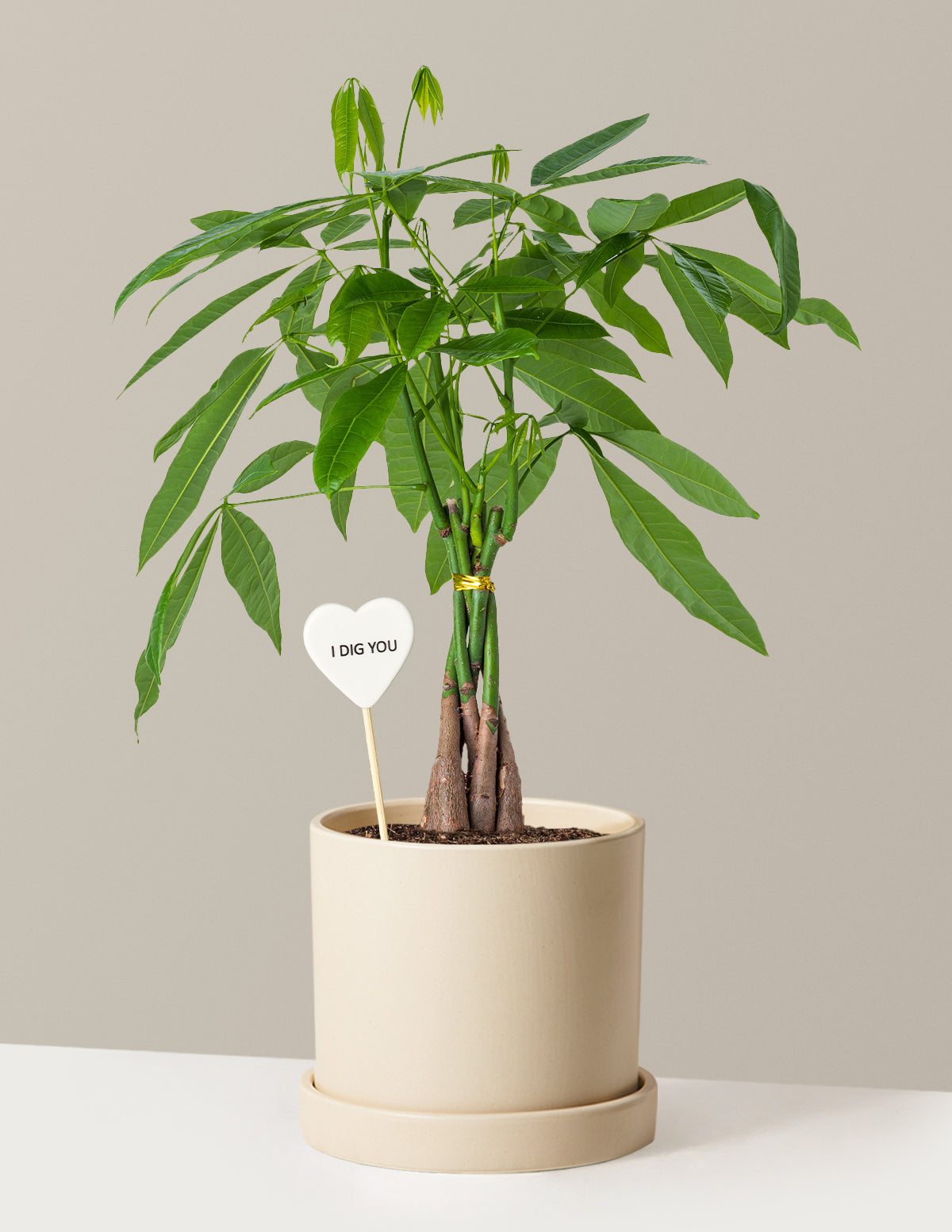 I Dig You Money Tree Plant