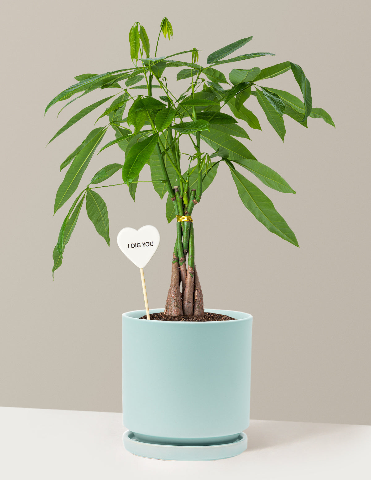 files/the-sill_Medium-Money-Tree-I-Dig-You-Pop_Medium_Isabella-Air-Blue_Variant.jpg
