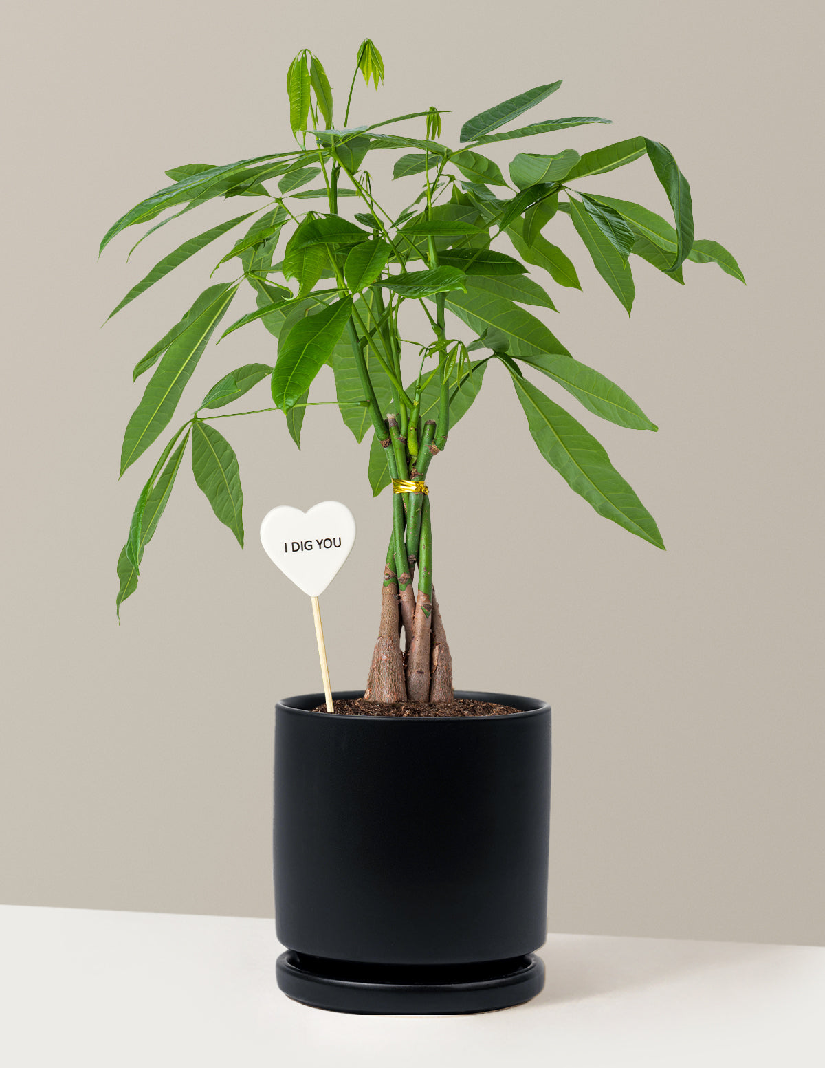 I Dig You Money Tree Plant