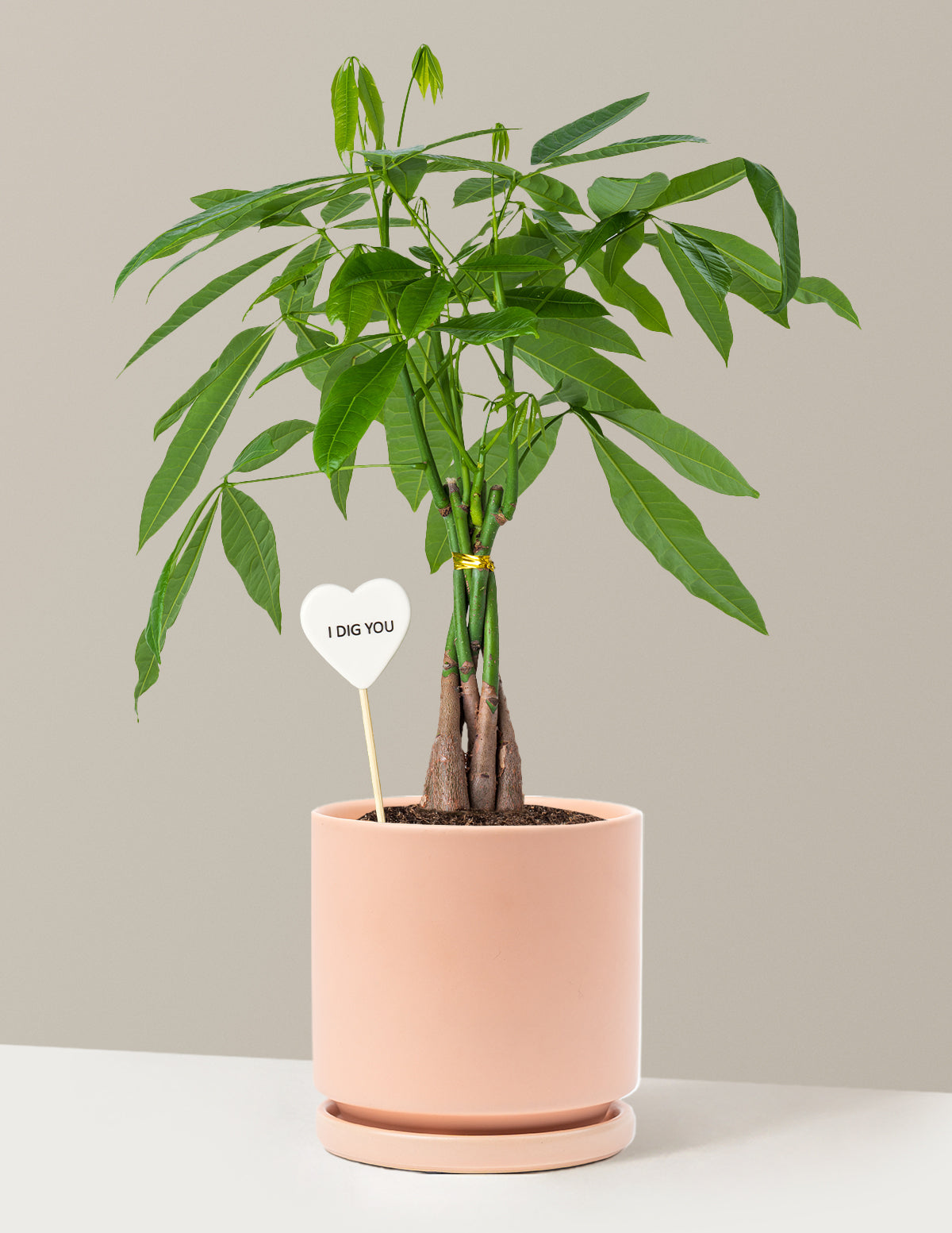 I Dig You Money Tree Plant