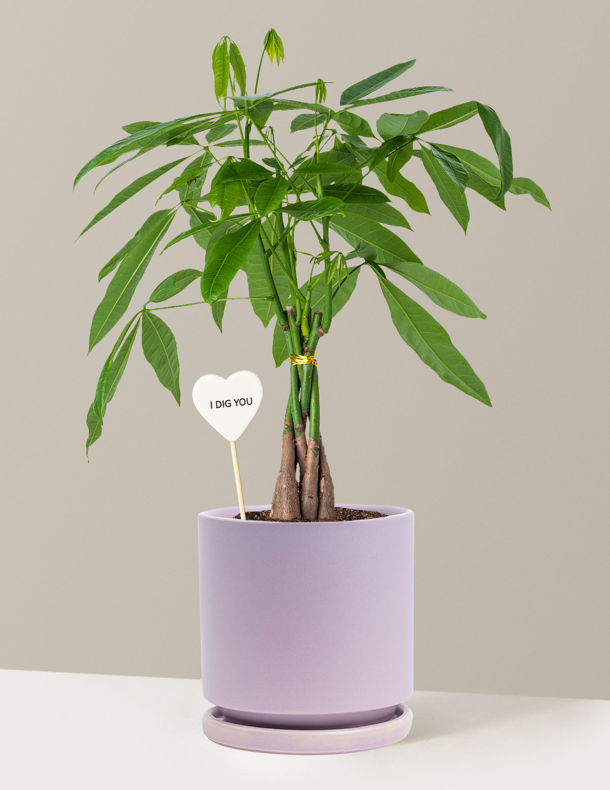 I Dig You Money Tree Plant