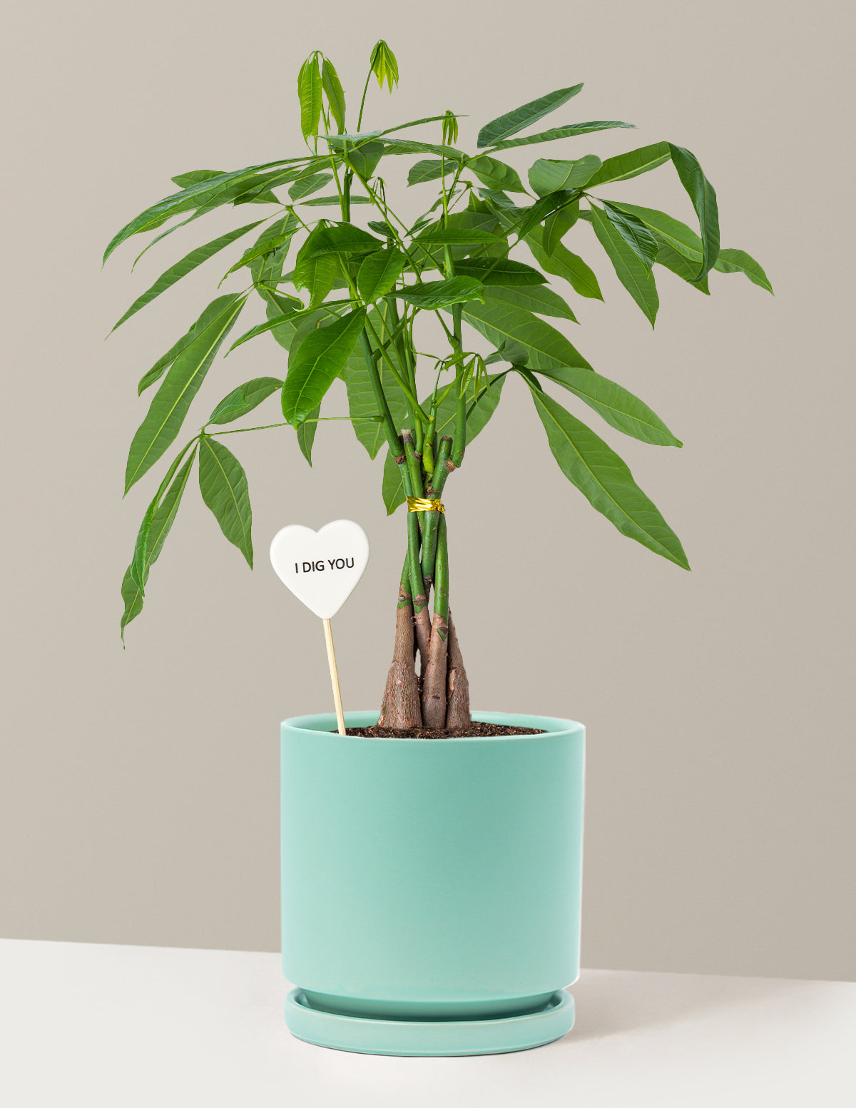 I Dig You Money Tree Plant