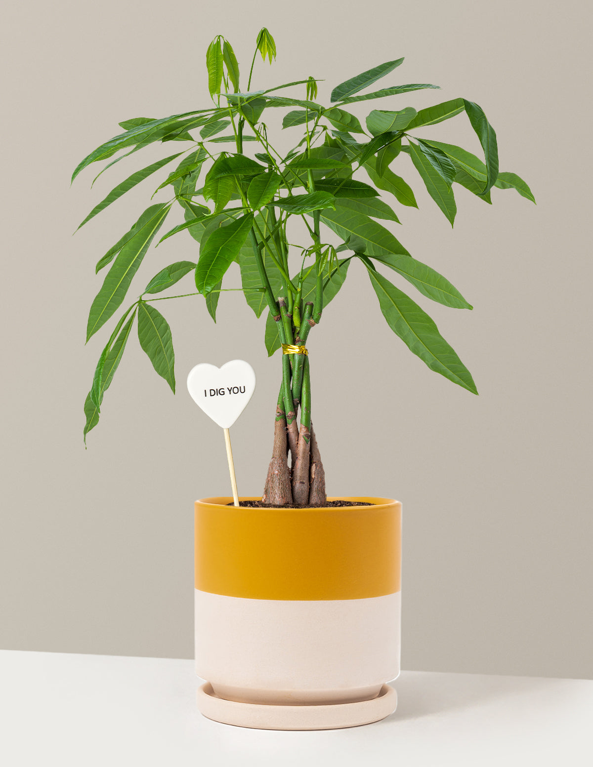 I Dig You Money Tree Plant