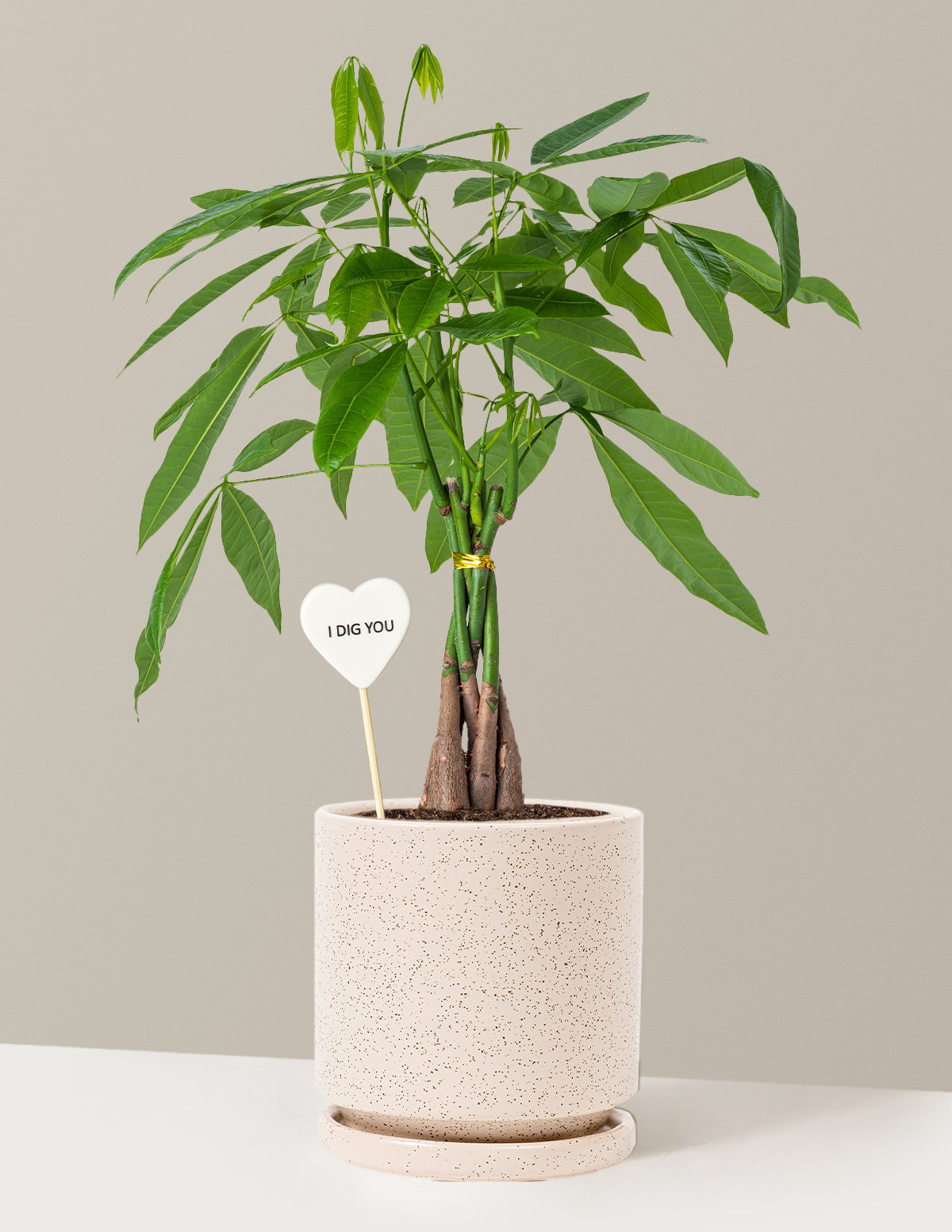 I Dig You Money Tree Plant
