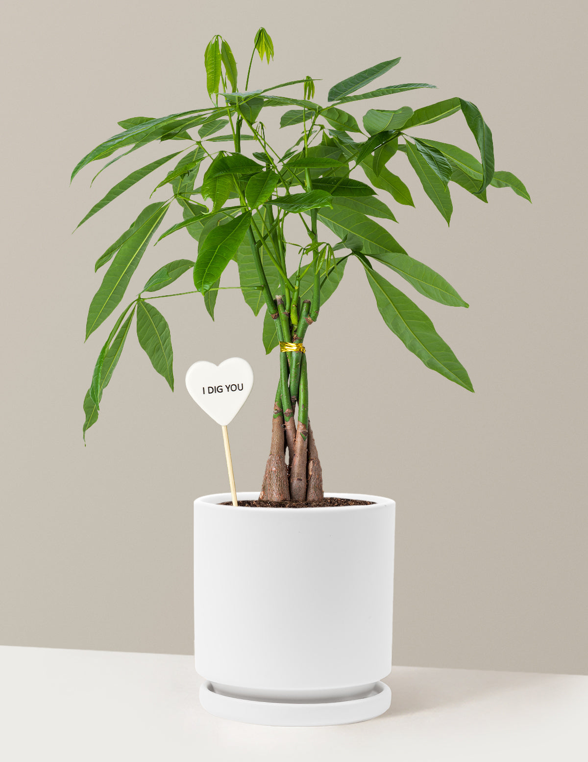 I Dig You Money Tree Plant